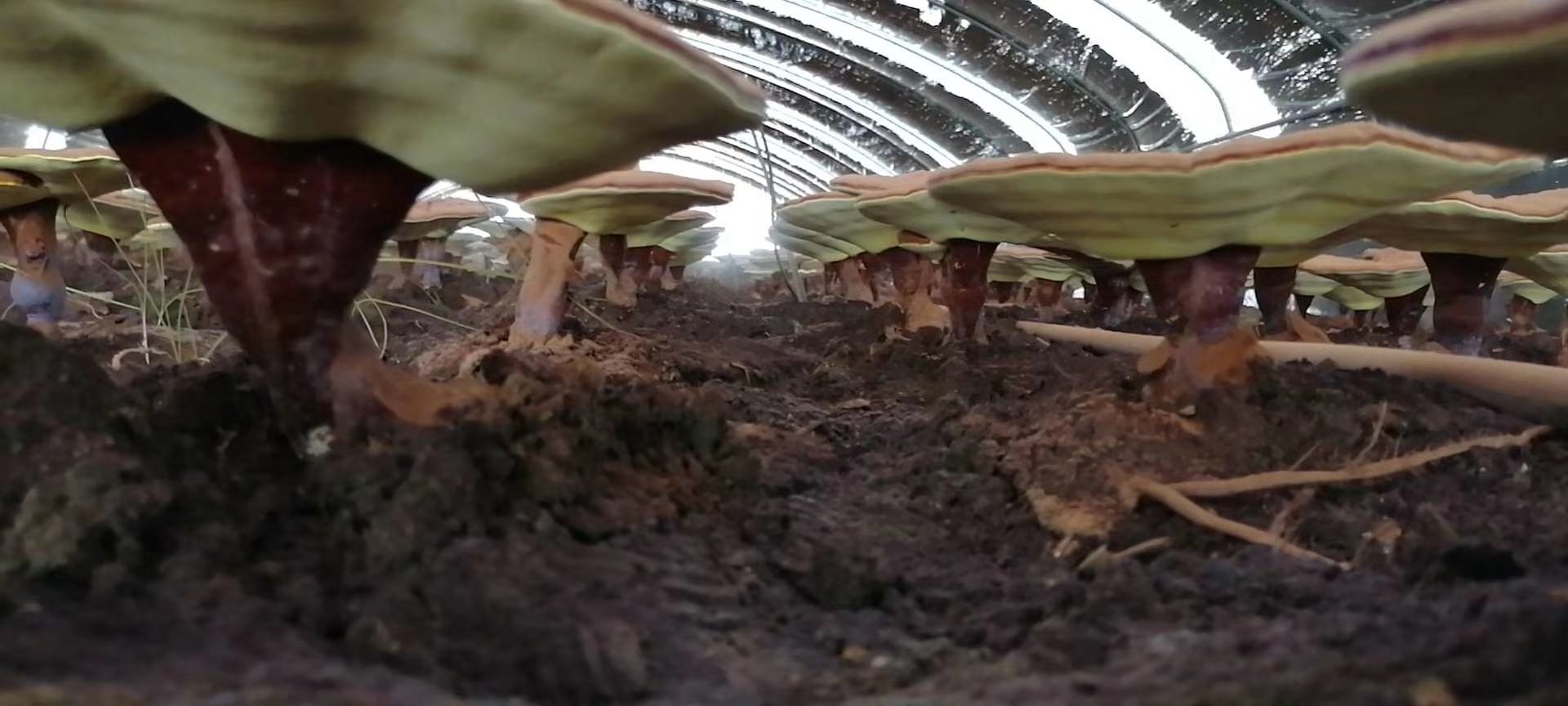 人工栽培的赤灵芝在温室中生长,整齐排列的菌包和成熟的灵芝植株 赤灵芝栽培场景