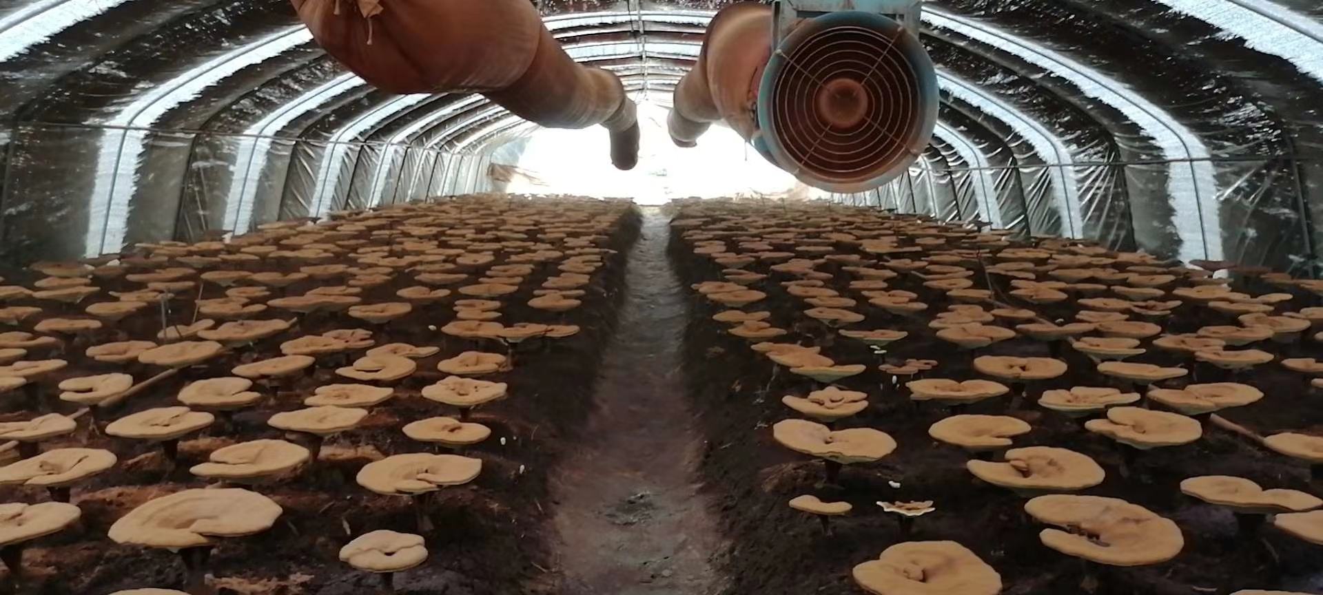 展示现代化灵芝种植基地,包括温室大棚、喷淋系统与标准化采摘流程 灵芝种植基地实景图