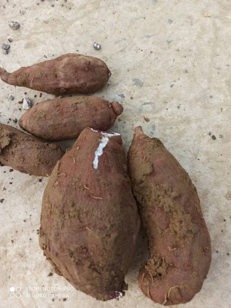 紫薯，凌紫，大量出售凌紫，2两以上凌紫，大量出售10吨起