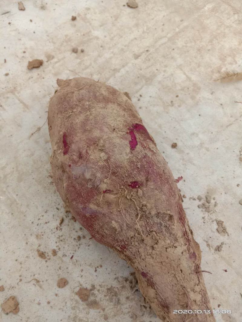 紫薯，凌紫，大量出售凌紫，2两以上凌紫，大量出售10吨起