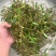 石橄榄长期供应批发零售