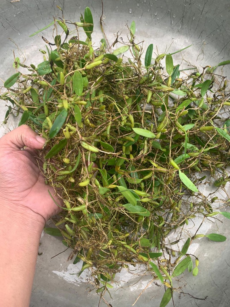 石橄榄长期供应批发零售