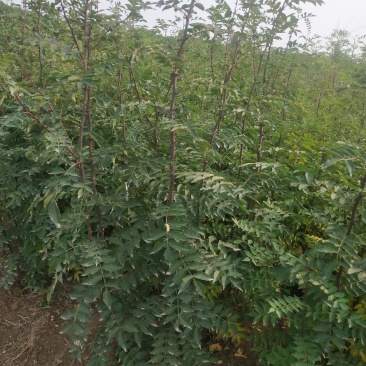 大红袍花椒苗精品花椒苗花椒苗批发产地直发