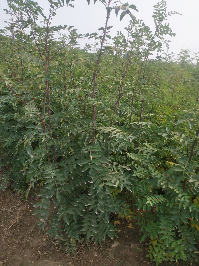 大红袍花椒苗精品花椒苗花椒苗批发产地直发
