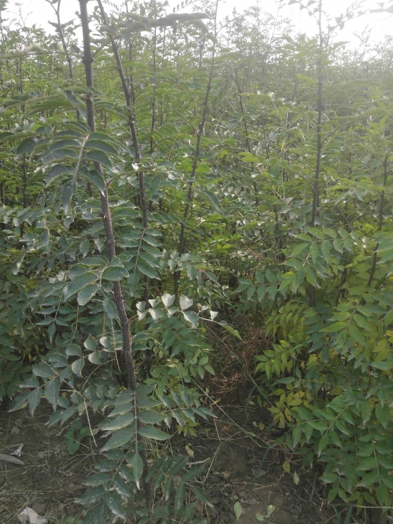 大红袍花椒苗精品花椒苗花椒苗批发产地直发