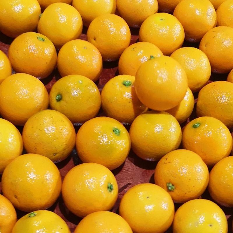 湖南麻阳冰糖橙（一件代发社团正级小果）品质保证
