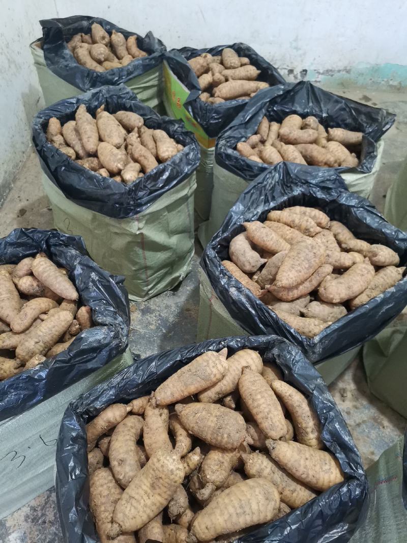 陕西汉中现挖新鲜天麻产地直销批零兼营量大从优欢迎来电咨询