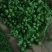 野菊花河南信陽野菊花大別山特產幹度好今年新貨