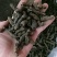 巴戟天通货选货质量可以