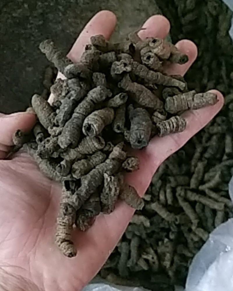 巴戟天通货选货质量可以