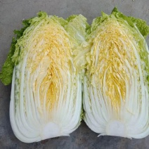 黄心大白菜产地直发大量供应