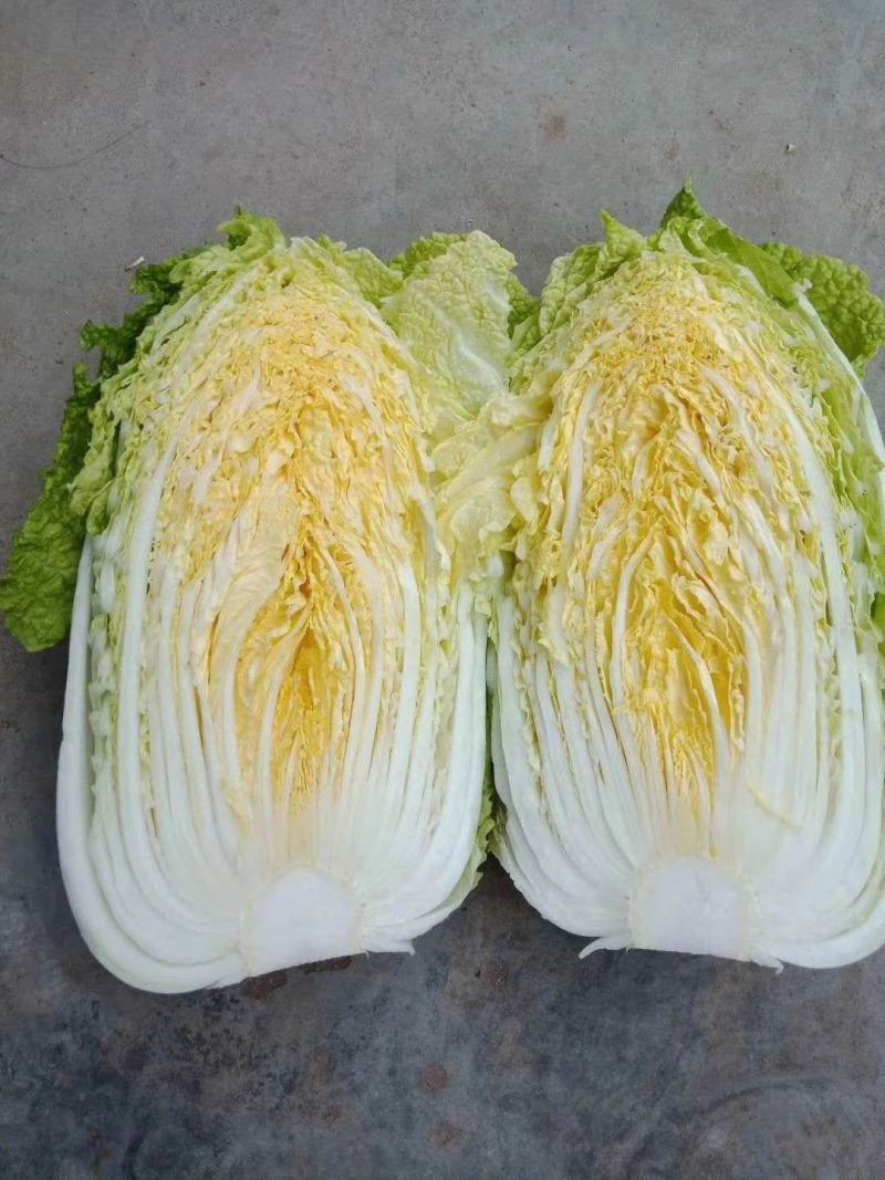 黄心大白菜产地直发大量供应