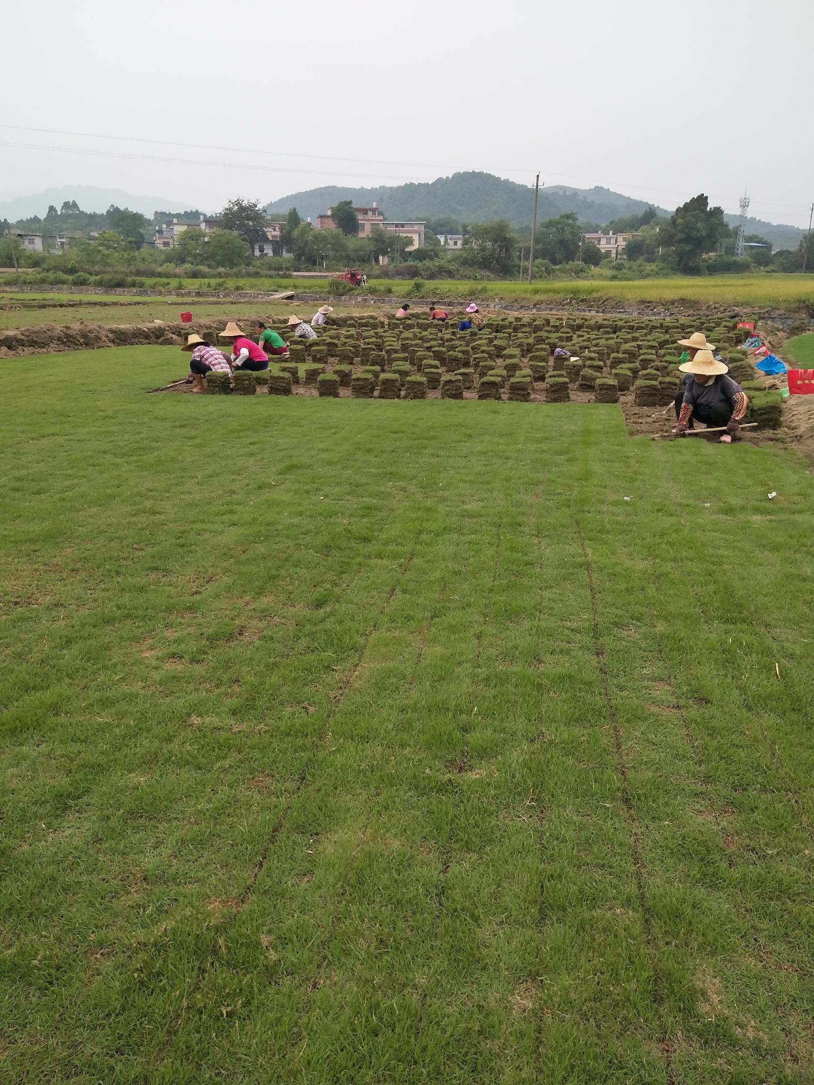 广西桂林农绿草场【优质草坪】马尼拉草坪带土草坪视频看货