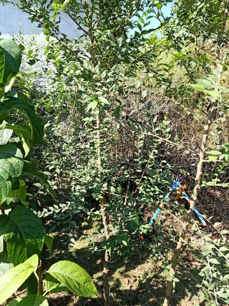 榆树苗。，货量充足诚信经营欢迎咨询榆钱可吃榆叶美容