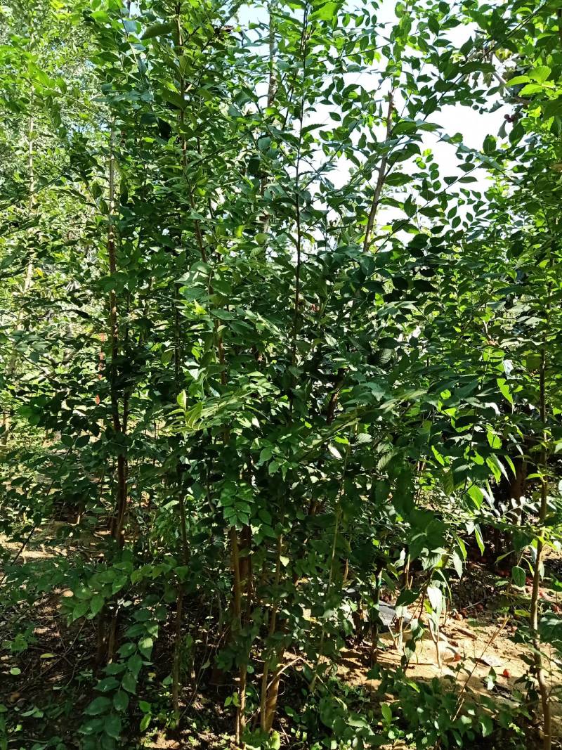 榆树苗。，货量充足诚信经营欢迎咨询榆钱可吃榆叶美容