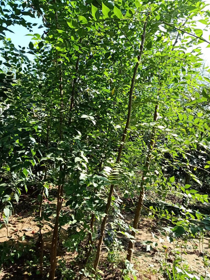 榆树苗。，货量充足诚信经营欢迎咨询榆钱可吃榆叶美容