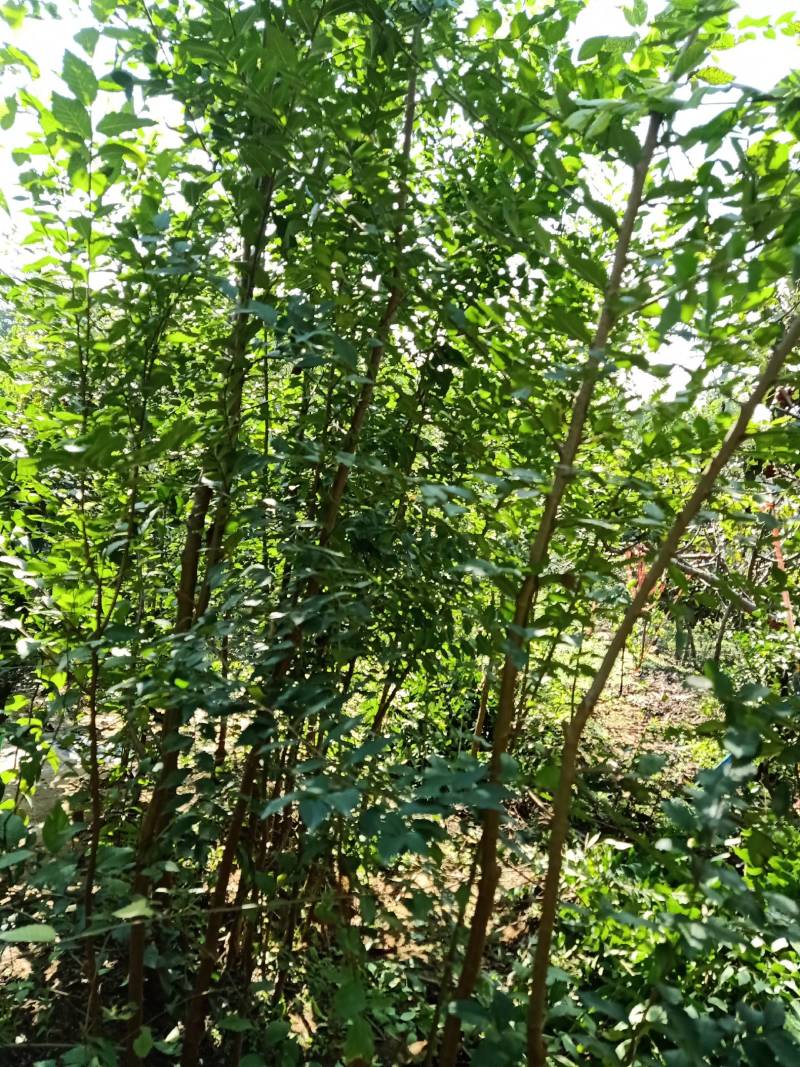 榆树苗。，货量充足诚信经营欢迎咨询榆钱可吃榆叶美容