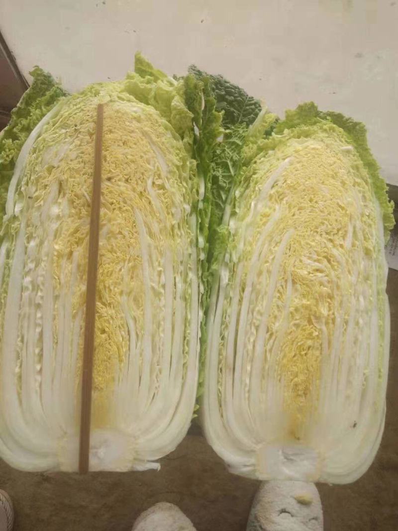 黄心白菜产地直发大量供应