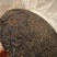 冰岛金芽熟茶老料新压2016年发酵的熟茶2020年压