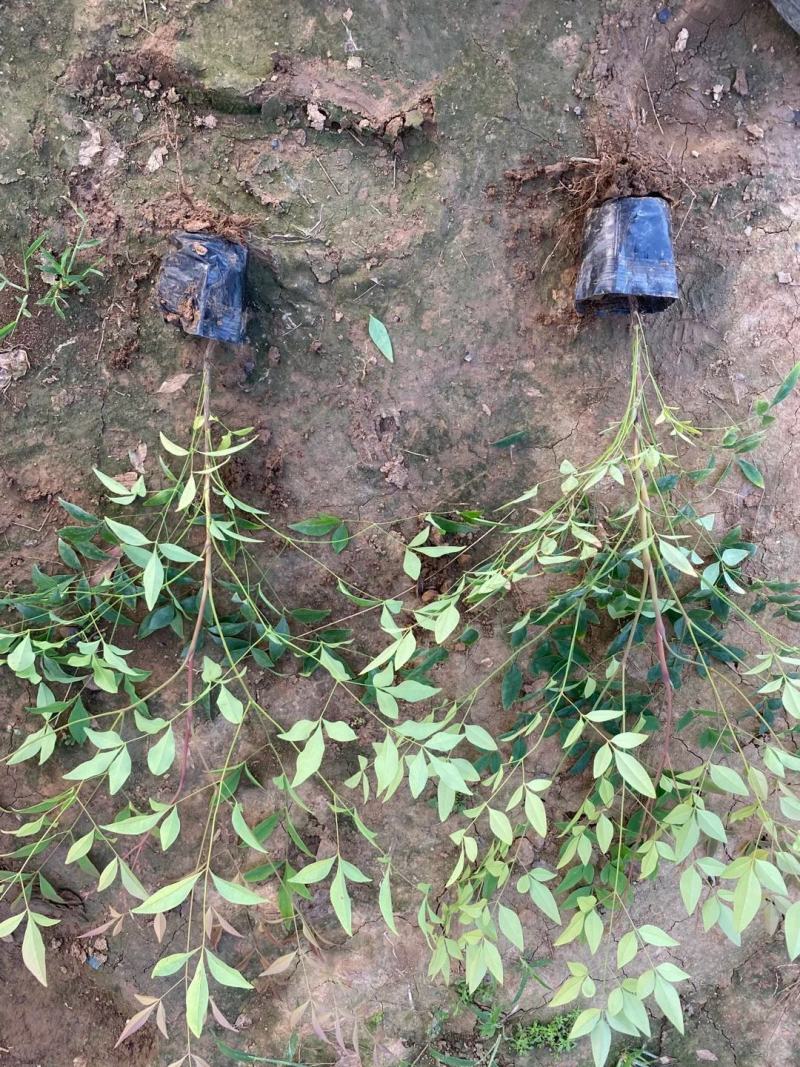 南天竹，基地直销，常年销售各种绿化苗木