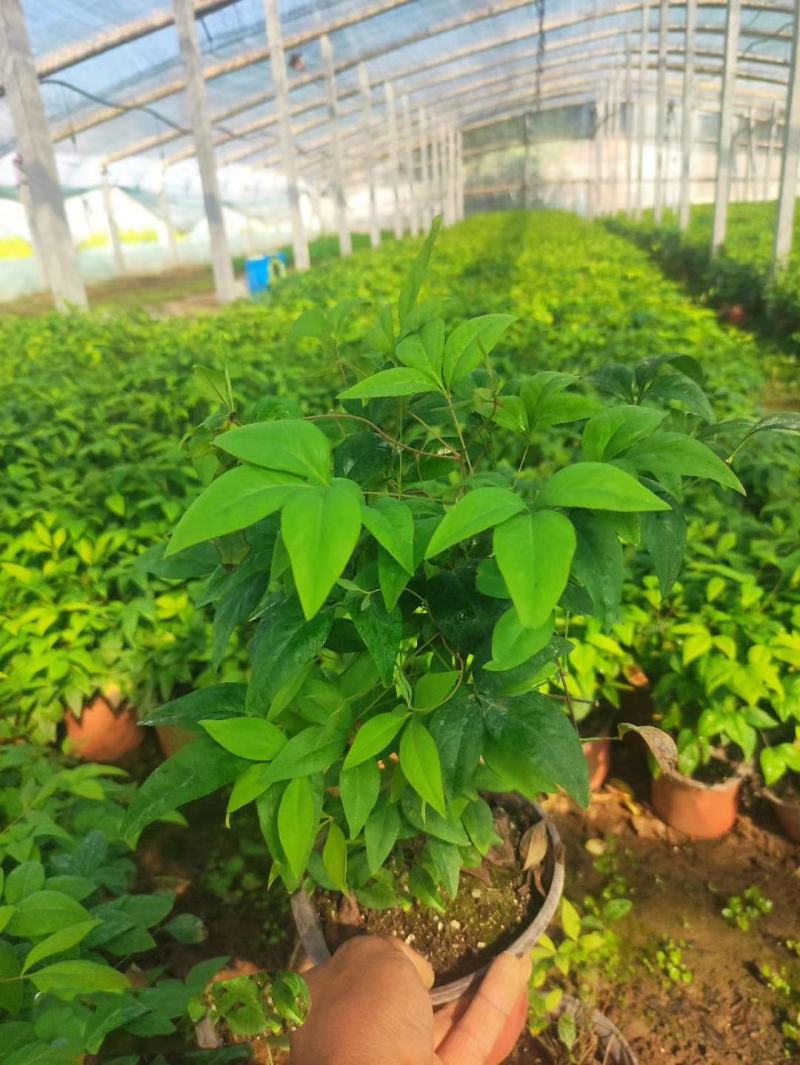 火焰南天竹，南天竹，基地直销，常年销售各种绿化苗木