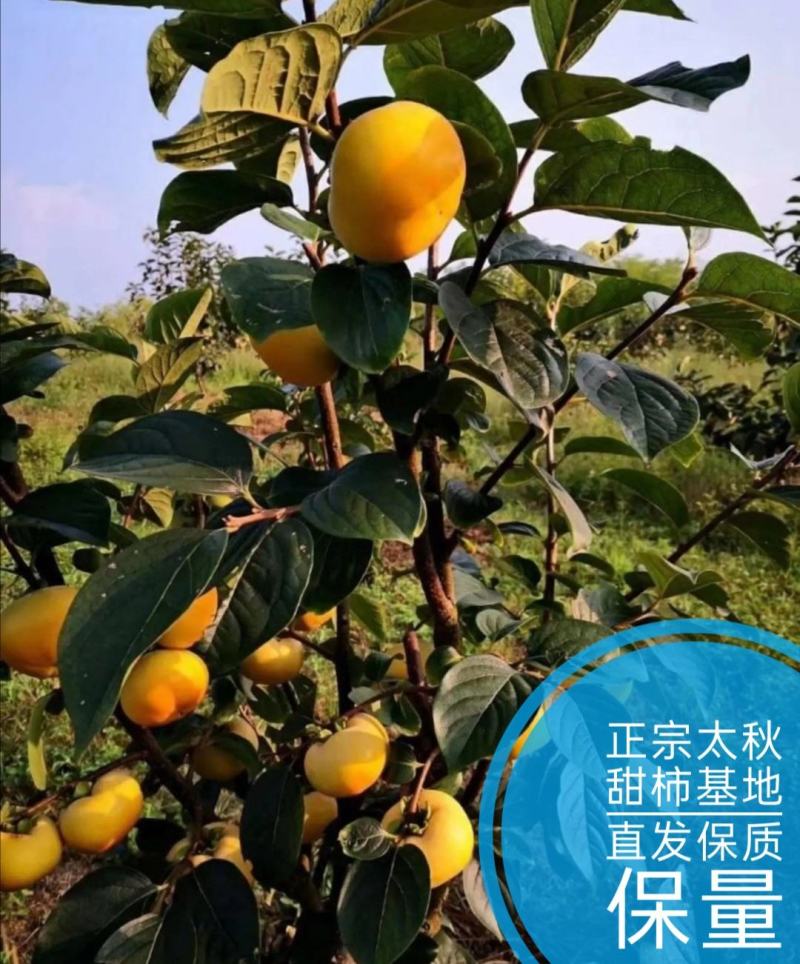 大秋柿子/太秋柿子糖度22%基地现挖现发可视频看货