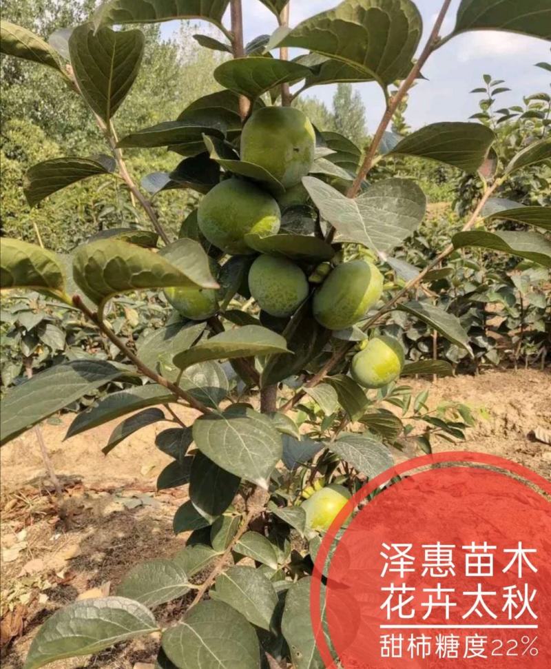 大秋柿子/太秋柿子糖度22%基地现挖现发可视频看货