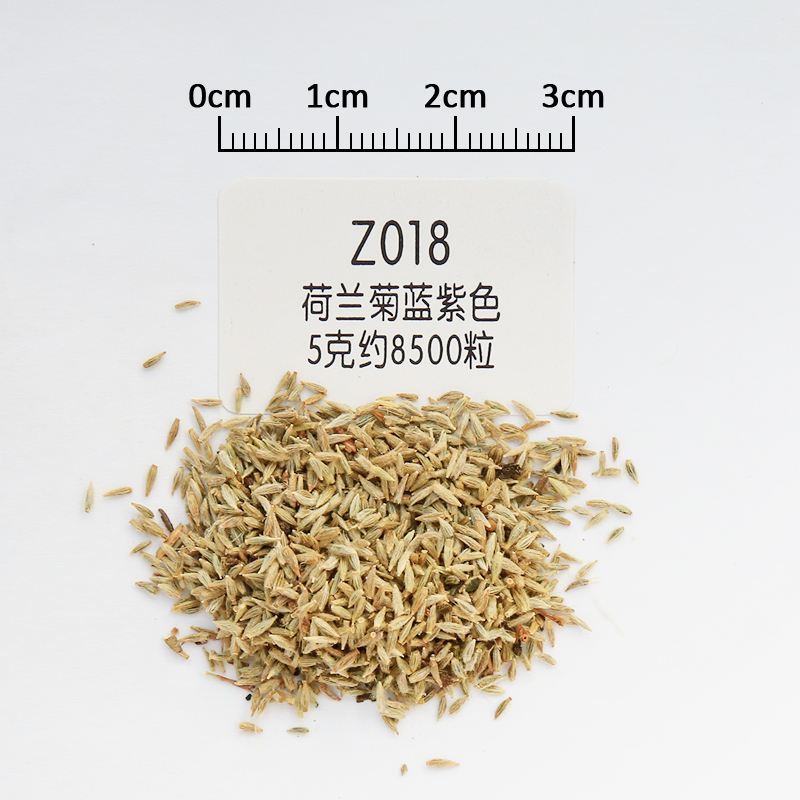 荷兰菊种子阳台庭院花卉种子蓝紫色纽约紫菀花多年生耐寒花