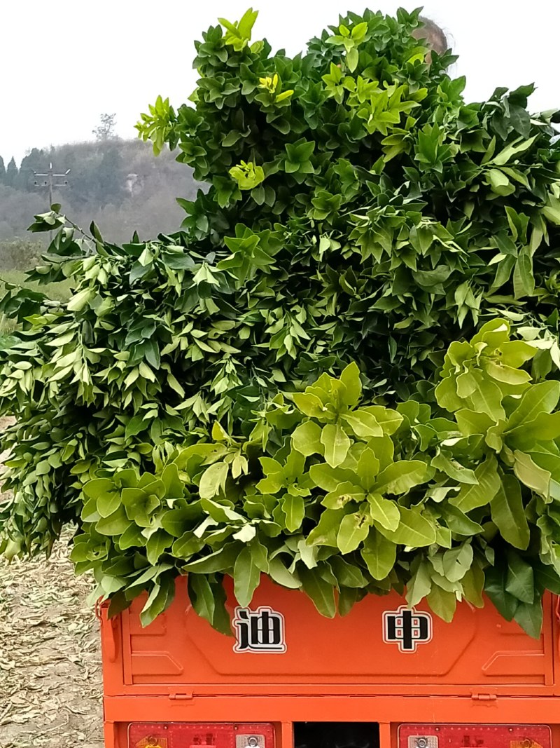 沙糖桔苗、早熟金秋砂糖橘苗/保湿包装发货品种纯真假一罚十