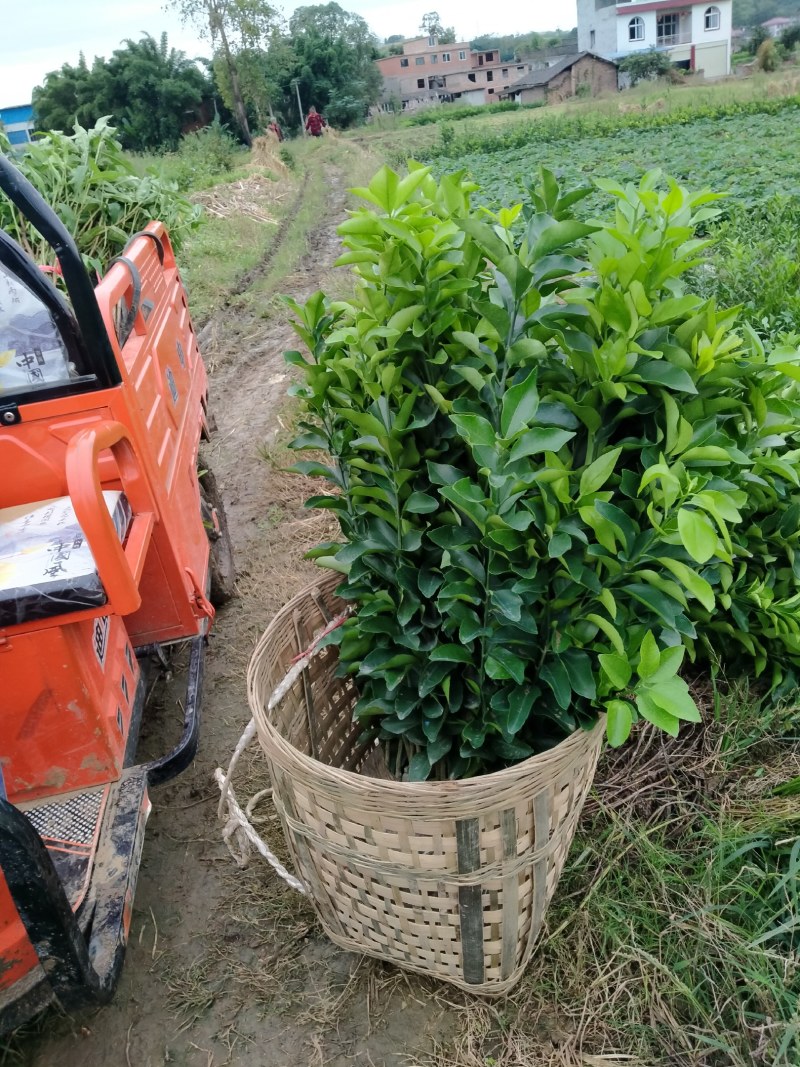 沙糖桔苗、早熟金秋砂糖橘苗/保湿包装发货品种纯真假一罚十