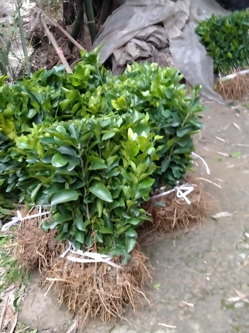 沙糖桔苗、早熟金秋砂糖橘苗/保湿包装发货品种纯真假一罚十