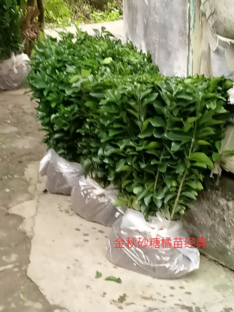 沙糖桔苗、早熟金秋砂糖橘苗/保湿包装发货品种纯真假一罚十