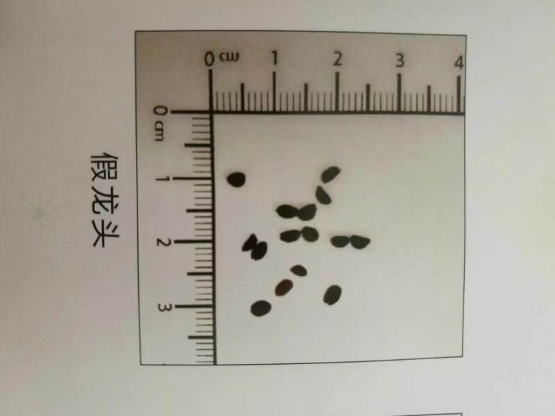 假龙头种子景观绿化花卉种子露地被植物花坛摄影背景花