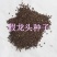 假龙头种子景观绿化花卉种子露地被植物花坛摄影背景花