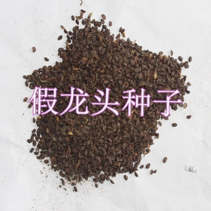 假龙头种子景观绿化花卉种子露地被植物花坛摄影背景花