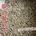 银边翠种子六月雪花种籽子四季种易活室外公园花海切花