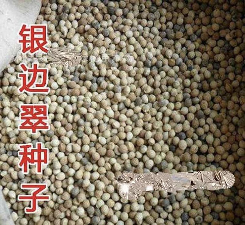 银边翠种子六月雪花种籽子四季种易活室外公园花海切花