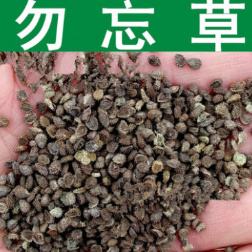 勿忘草四季种花卉耐旱耐热室内室外都可播种