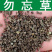 勿忘草四季种花卉耐旱耐热室内室外都可播种