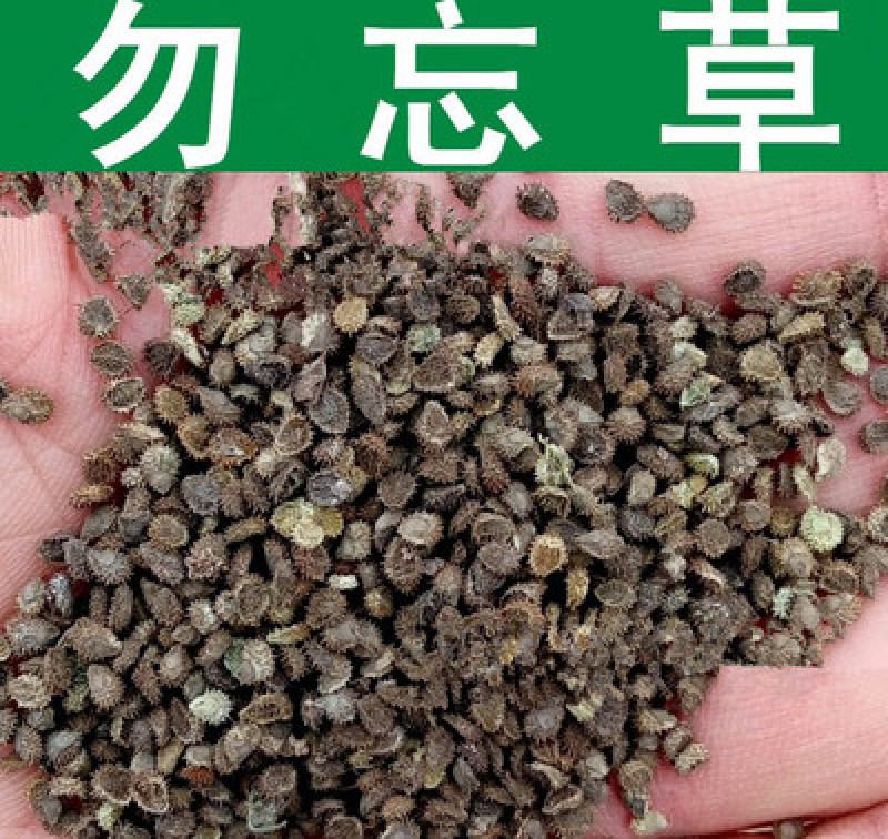 勿忘草四季种花卉耐旱耐热室内室外都可播种