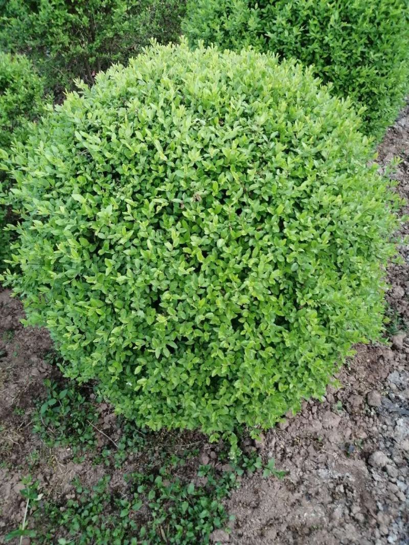 精品小叶女贞球60~150
