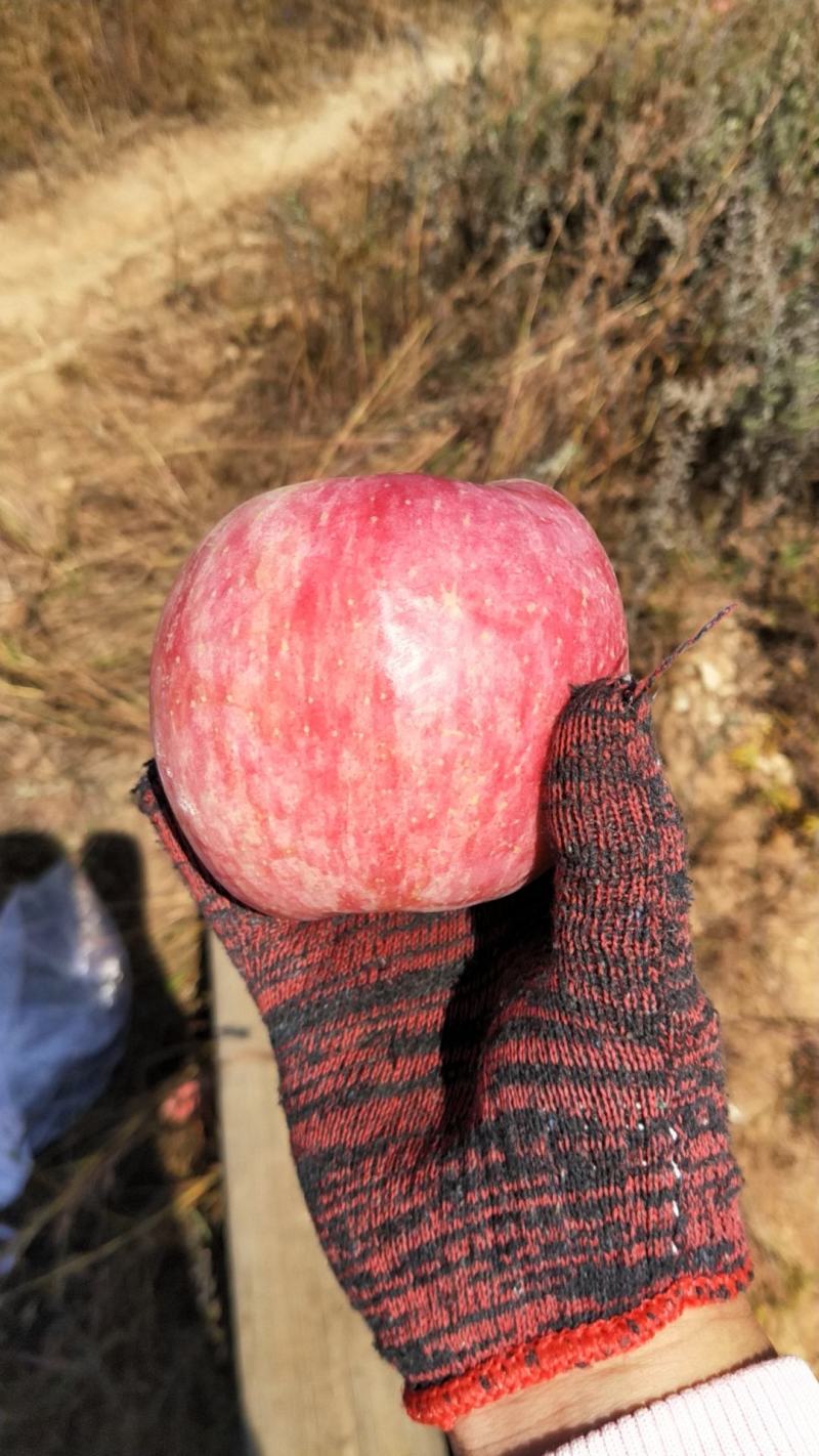 苹果原产地栖霞苹果需要的可以联系我可以零售也可以批发