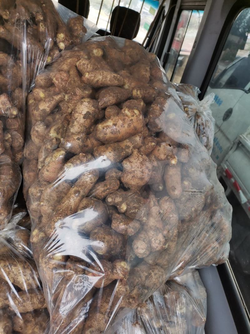 安丘精品姜母保质保量货源充足欢迎选购