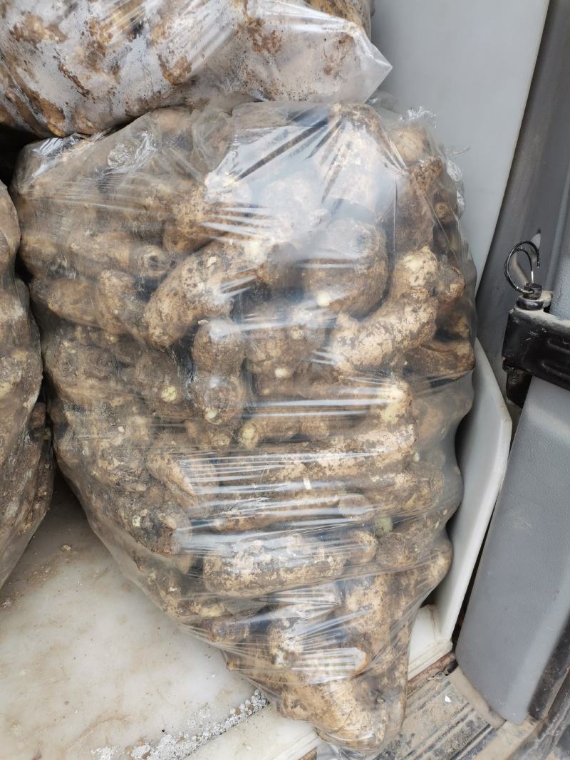 安丘精品姜母保质保量货源充足欢迎选购