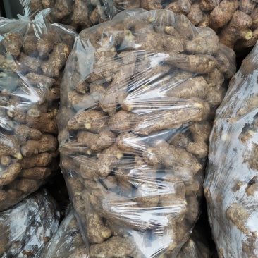 安丘精品姜母保质保量货源充足欢迎选购