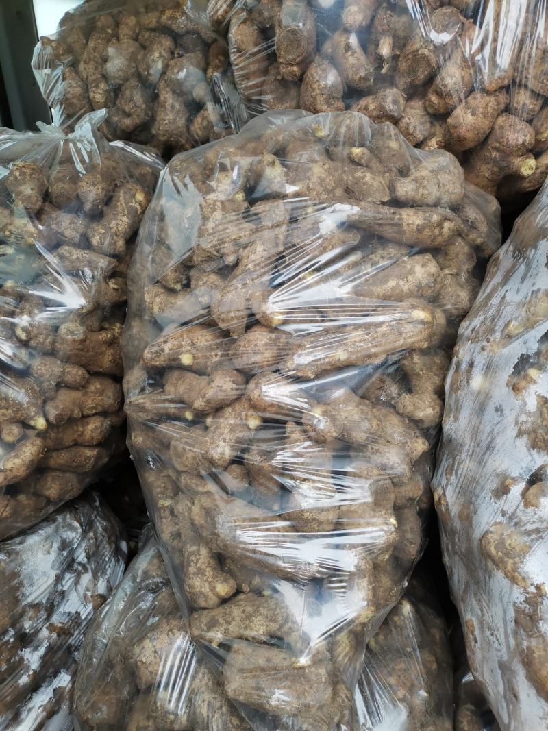 安丘精品姜母保质保量货源充足欢迎选购