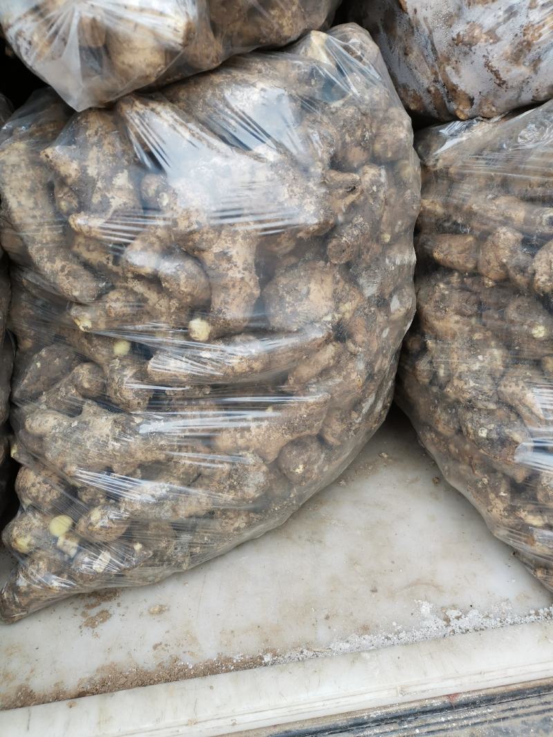 安丘精品姜母保质保量货源充足欢迎选购