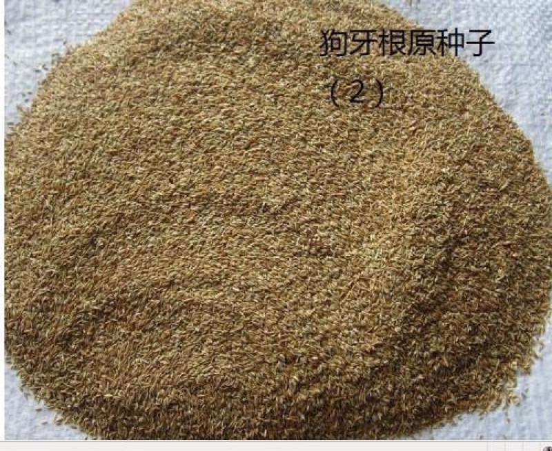 狗牙根护坡耐高温耐寒草籽矮生耐踩踏无需打理
