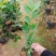 茶花苗，赤丹，香妃，金花茶，四季茶花福建龙岩永福基地直销