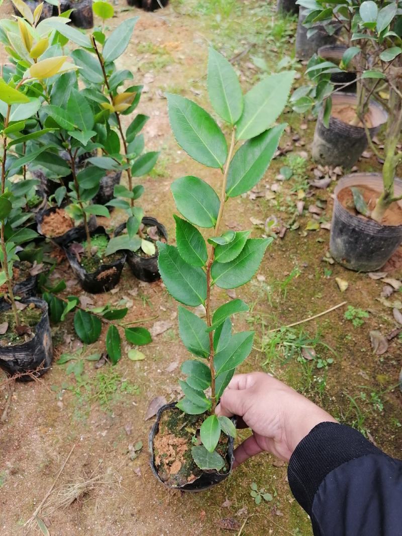茶花苗，赤丹，香妃，金花茶，四季茶花福建龙岩永福基地直销